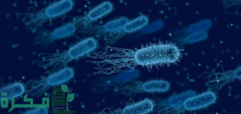 أنواع الأحياء الدقيقة