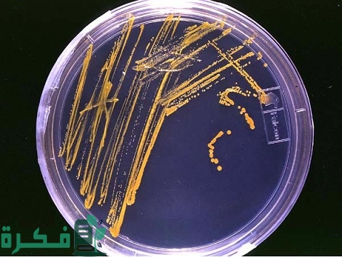 أنواع الأحياء المجهرية