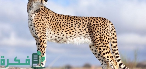 أنواع التجاويف في الحيوانات واسمائها 1 أنواع التجاويف في الحيوانات