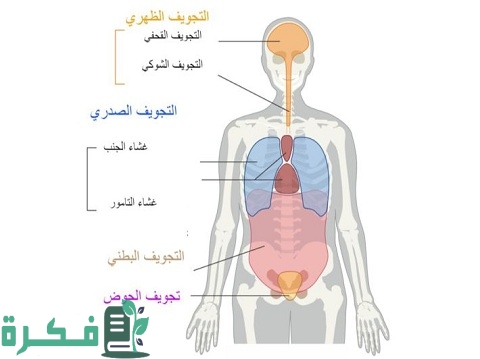 أنواع تجاويف الجسم