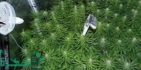 مراحل نمو شجرة البانجو