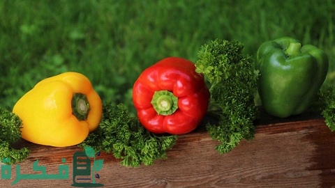 الزراعة في المنزل للمبتدئين خطوة بخطوة