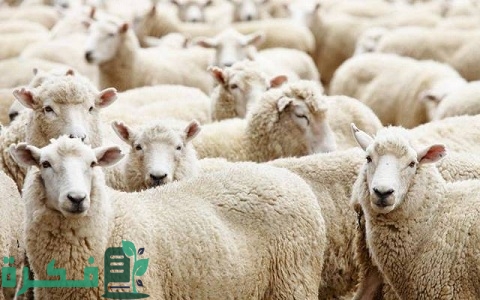 الفرق بين الحري والنعيمي 2 الفرق بين الحري والنعيمي