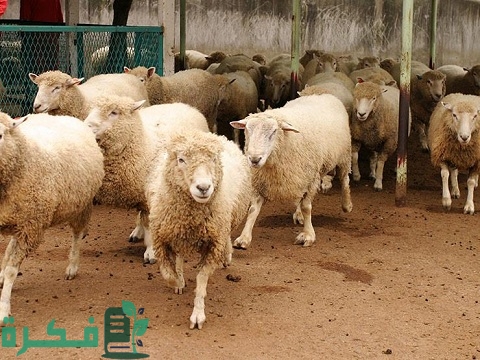 جميع أمراض الأغنام وعلاجها