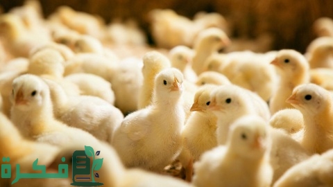 دراسة جدوى مزرعة دواجن 500 كتكوت