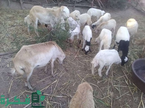 دراسة جدوى مشروع أغنام في السعودية 7 دراسة جدوى مشروع أغنام في السعودية