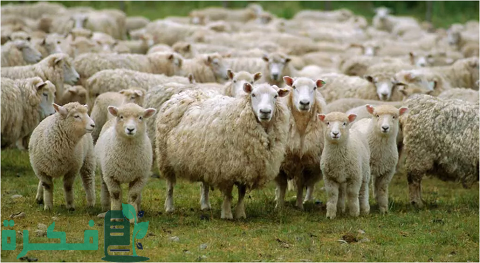 دراسة جدوى مشروع تربية الأغنام