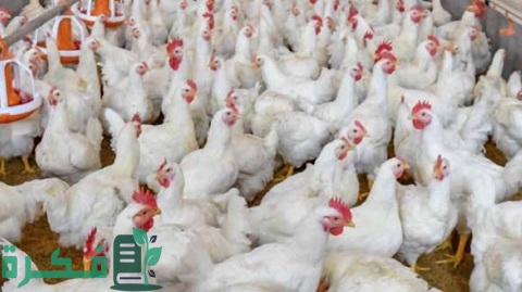 شروط بناء مزرعة دواجن على أرض زراعية