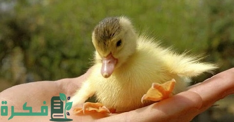 طريقة تربية البط الصغير