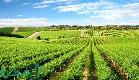 كيفية تقسيم أرض على الشياع