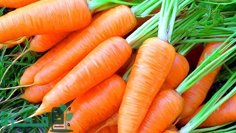 كيفية زراعة الجزر