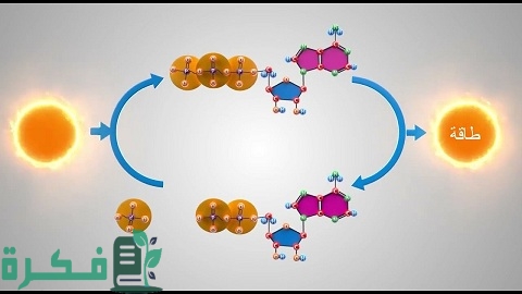 ما هو ATP في الأحياء؟ وأنواعه