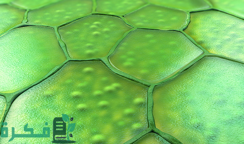 ما هي وظيفة الخلايا الاسكلرنشيمية