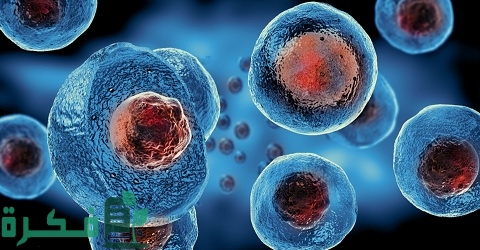 ما هي وظيفة الخلايا الجذعية