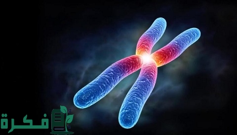 ما هي وظيفة الخلايا الجنسية