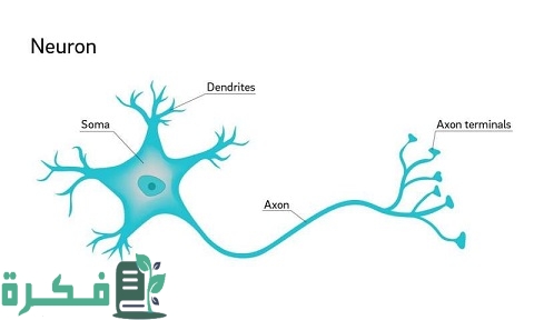 ما هي وظيفة الخلايا الدبقية