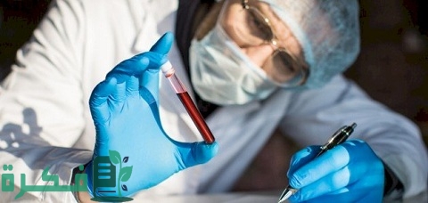 ما هي وظيفة الخلايا الشبكية