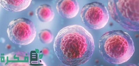 ما هي وظيفة الخلايا الصارية