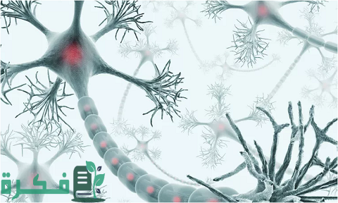 ما هي وظيفة الخلايا العصبية