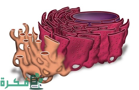 ما هي وظيفة الشبكة الإندوبلازمية الخشنة