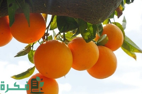 مراحل نمو شجرة البرتقال