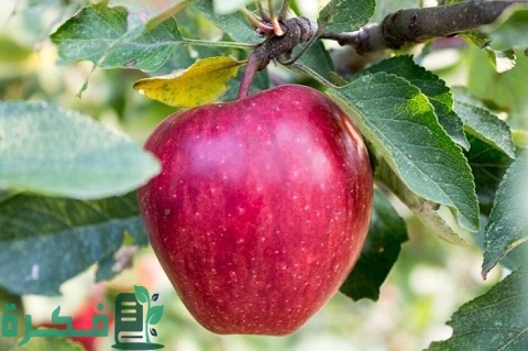 مراحل نمو شجرة التفاح