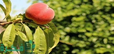 مراحل نمو شجرة الخوخ