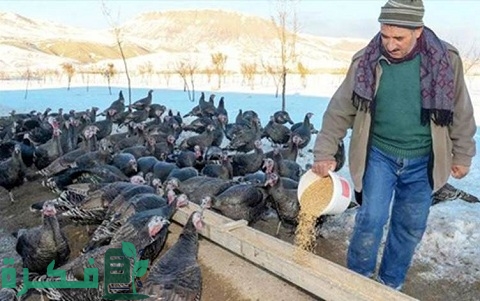 مشروع تربية الديك الرومي