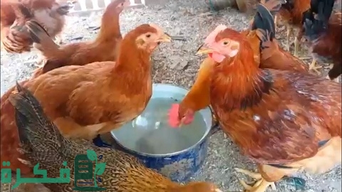 مشروع تربية الفراخ الساسو في المنزل