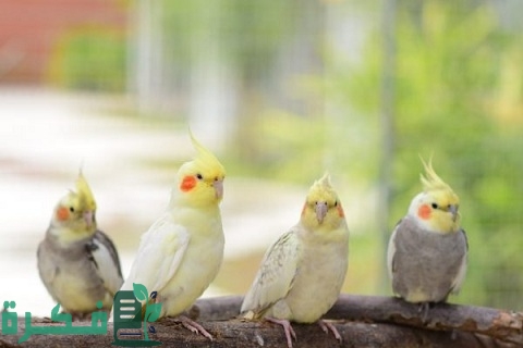 مشروع تربية طيور الكروان للتجارة