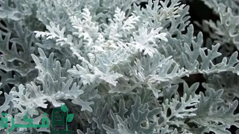 طريقة زراعة نبات عروس الثلج