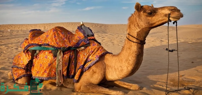 مكونات بول الابل