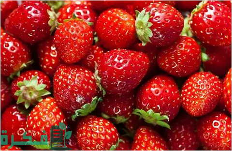 أكثر الدول العربية إنتاجا للفراولة