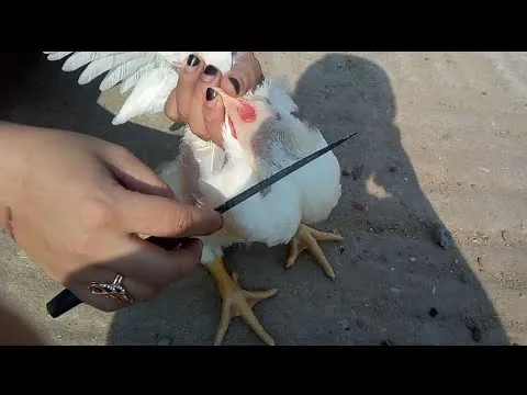 ماذا يقال عند ذبح الدجاج