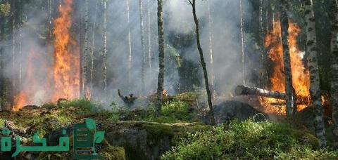 أسباب اشتعال حرائق الغابات