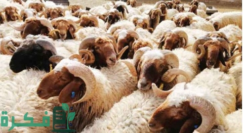 أفضل أنواع الخرفان في مصر