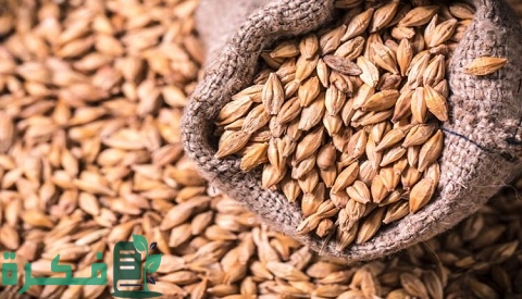 اسماء افضل أنواع الشعير 3 أفضل أنواع الشعير