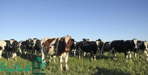 أفضل أنواع العجول للتسمين