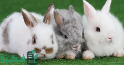 أفضل سلالات الأرانب للتجارة وتحقيق أرباح