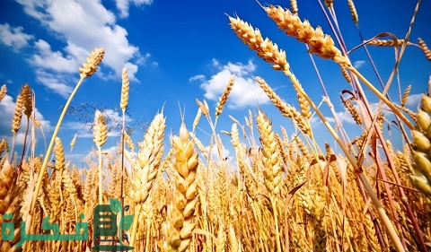 أكبر 10 دول منتجة للقمح في العالم