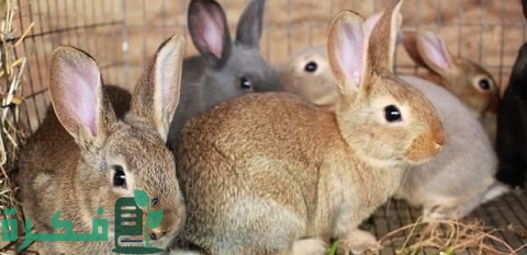 الأمراض الناتجة عن تربية الأرانب في المنزل وطرق الوقاية منها