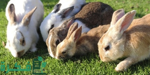 تحصينات الأرانب في الصيف بالادوية والاعشاب 4 تحصينات الأرانب في الصيف