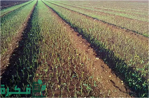 دراسة جدوى زراعة فدان ثوم