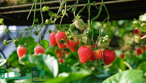 دراسة جدوى مشروع زراعة الفراولة