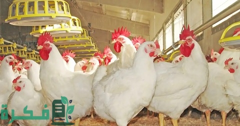 دراسة جدوى مشروع محل بيع فراخ