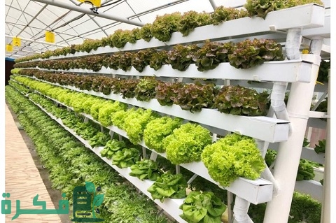 دراسة جدوي مشروع الزراعة المائية بالتفصيل