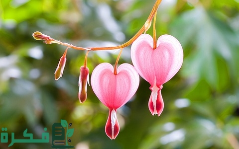 معلومات عن زهرة نزيف القلب 5 زهرة نزيف القلب