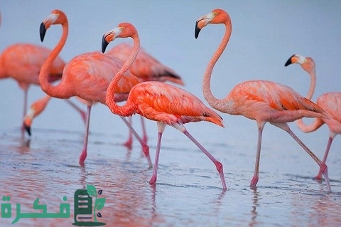 معلومات عن طائر الفلامينغو Flamingo bird 5 طائر الفلامينغو Flamingo bird