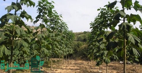 طريقة زراعة شجرة الباولونيا