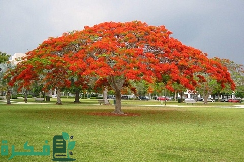 طريقة زراعة شجرة بونسيانا